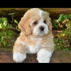 Meet your Posher, Dianna